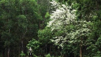 গ্রামের বাঁকে কুর্চির শুভ্র হাসিতে মোহনীয় ঘ্রাণে মুগ্ধতা
