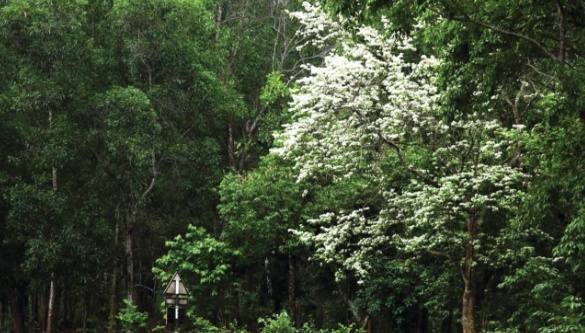 গ্রামের বাঁকে কুর্চির শুভ্র হাসিতে মোহনীয় ঘ্রাণে মুগ্ধতা
