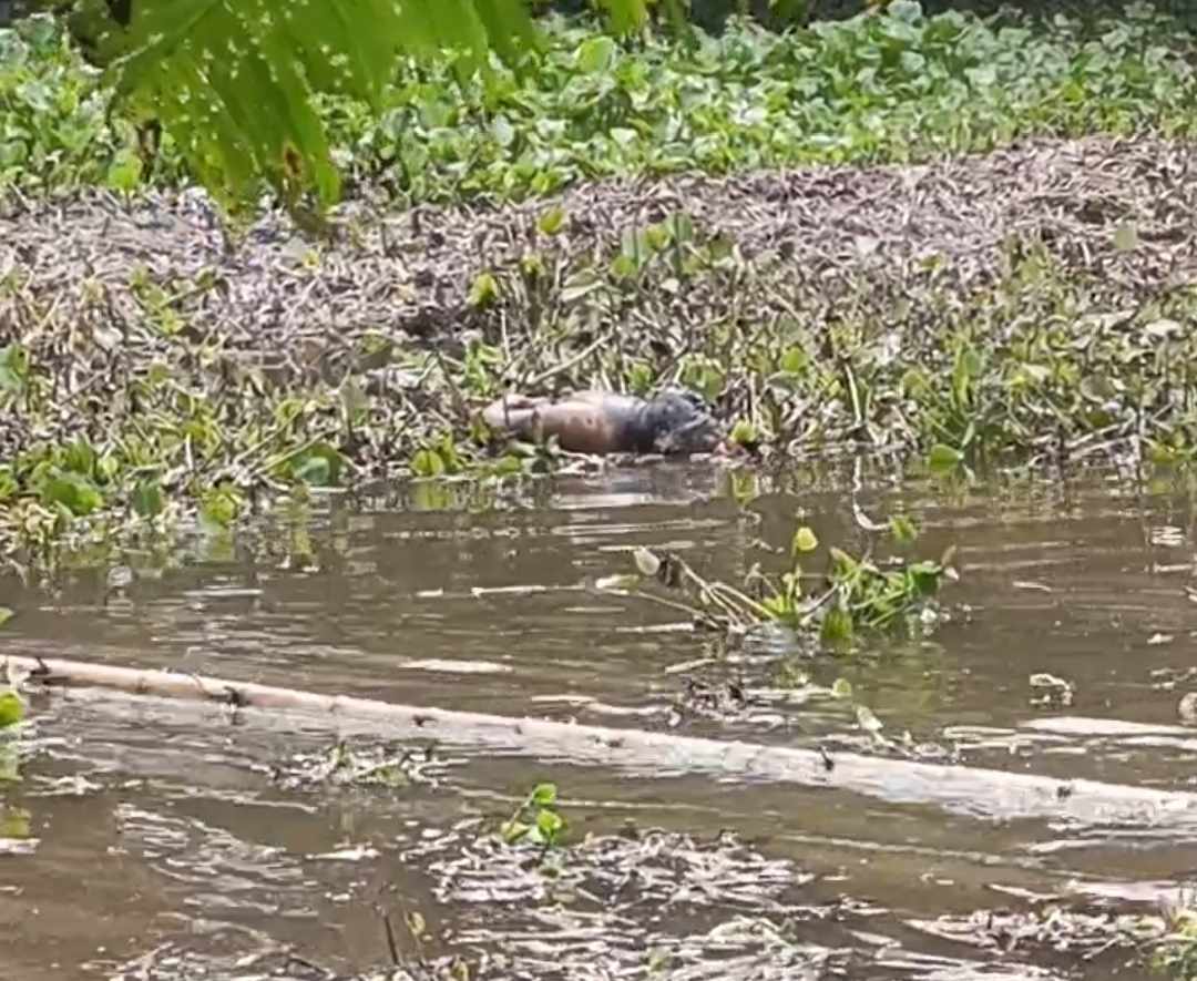 রাজবাড়ী পুকুর থেকে অজ্ঞাতপরিচয় একজনের মরদেহ উদ্ধার করেছে পুলিশ