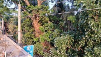 মনপুরা উপজেলার সড়কে ঝুঁকিপূর্ণ গাছ নিয়ে বিপর্যয়ের আশঙ্কা, মনপুরা থানার দৃষ্টি কামনা!  