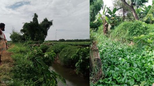 রংগিয়া ঘোনায় বর্ষার ঢলের শঙ্কা, খাল খনন জরুরী ঝুঁকিতে কৃষকের ফসল ও হাজার ঘরবাড়ী
