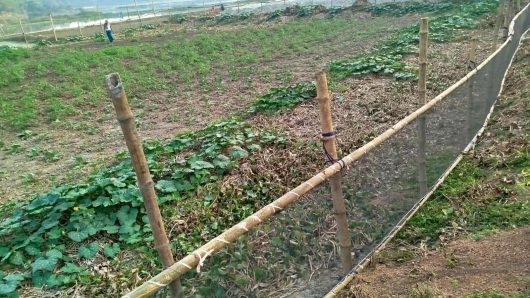 পূবাইলে ব্যবসায়ীর কাছে চাঁদা না পেয়ে এগ্রো প্রজেক্টে হামলা,কর্মচারীকে মারধর