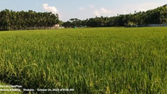 উখিয়ায় আমন ধানের বাম্পার ফলন, কৃষক খুশি