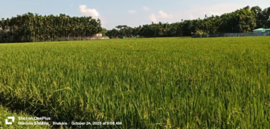 উখিয়ায় আমন ধানের বাম্পার ফলন, কৃষক খুশি