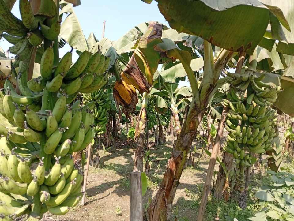 রংপুরের সাগর কলা রপ্তানিতে নেই ন্যায্য দাম