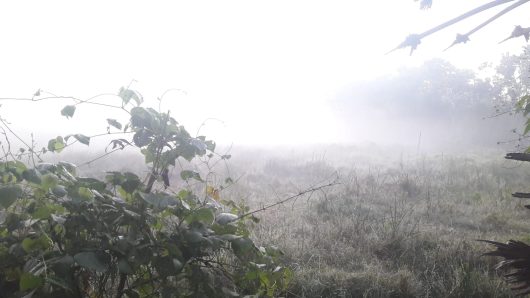 পরিবেশ প্রকৃতিতে শীতের ছোঁয়া