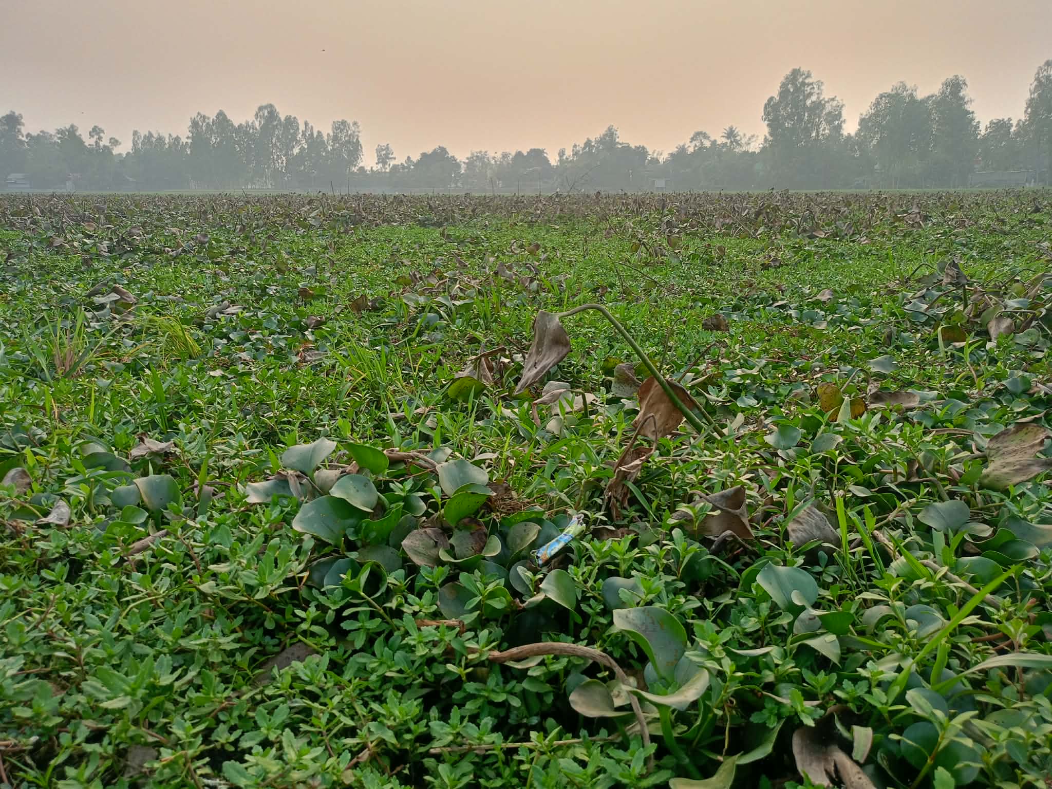 জোড়াদহ খাল খননের দাবি জোরালো, জলাবদ্ধতায় কৃষকের দুশ্চিন্তা বাড়ছে
