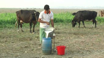 শাহজাদপুরে দুগ্ধ শিল্পে নতুন সম্ভাবনা, দুধের ভালো দাম পাওয়ায় খুশি খামারিরাও
