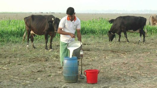 শাহজাদপুরে দুগ্ধ শিল্পে নতুন সম্ভাবনা, দুধের ভালো দাম পাওয়ায় খুশি খামারিরাও