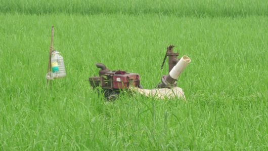 ডিজেল সংকটে জমি সেচে বিপাকে নাটোরের কৃষক, ফসলে ক্ষতির আশঙ্কা