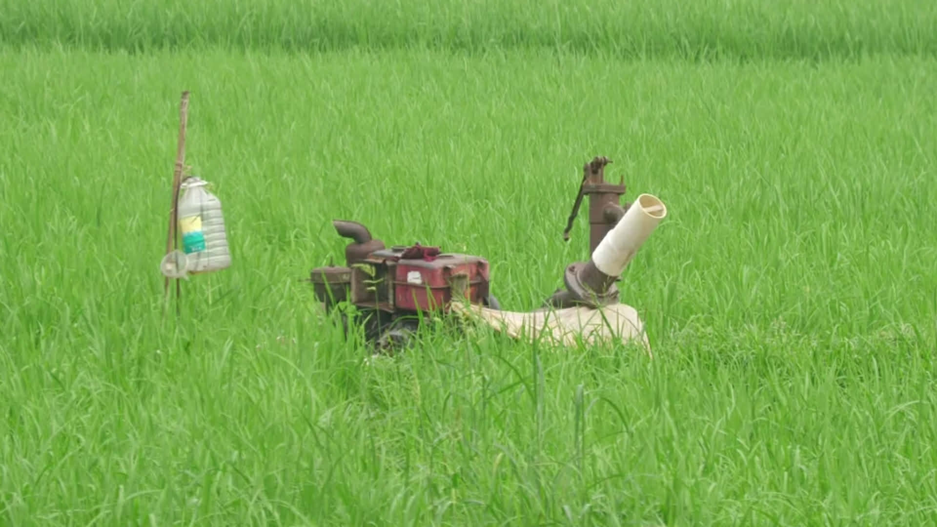 ডিজেল সংকটে জমি সেচে বিপাকে নাটোরের কৃষক, ফসলে ক্ষতির আশঙ্কা