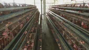 ডিম উৎপাদন খরচে দিশেহারা প্রান্তিক খামারিরা, অনেকেই গুটিয়ে নিচ্ছেন ব্যবসা।