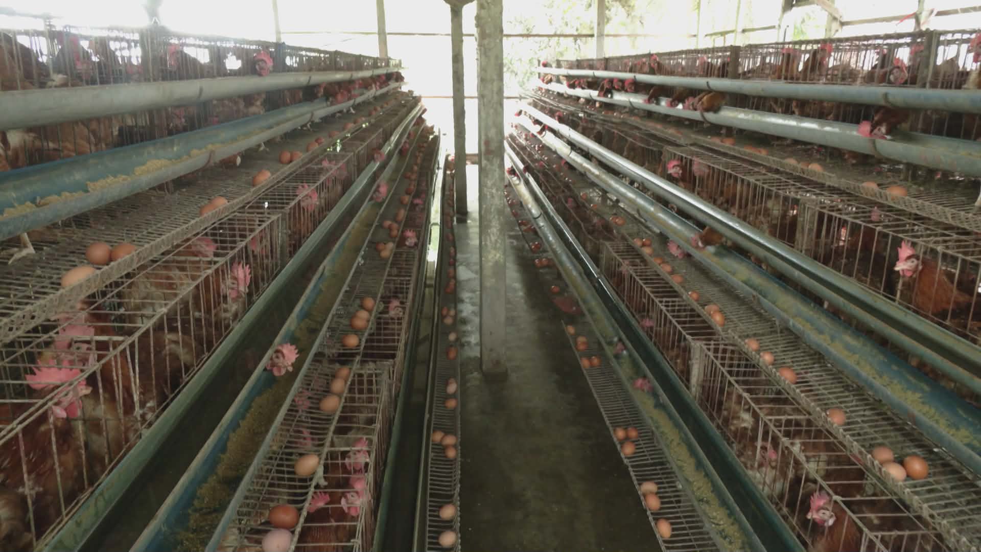 ডিম উৎপাদন খরচে দিশেহারা প্রান্তিক খামারিরা, অনেকেই গুটিয়ে নিচ্ছেন ব্যবসা।