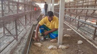 টাঙ্গাইলে ভুল চিকিৎসায় ১৮ হাজার মুরগির মৃত্যু, দিশেহারা খামারি