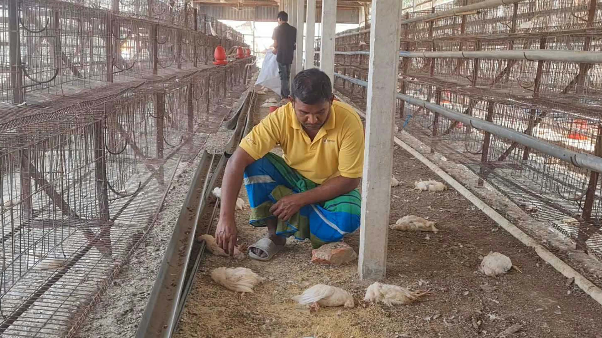 টাঙ্গাইলে ভুল চিকিৎসায় ১৮ হাজার মুরগির মৃত্যু, দিশেহারা খামারি