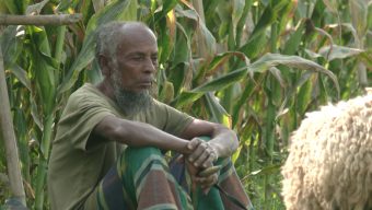 ব্যয় বাড়ায় কমছে ধান উৎপাদন, যা বলছেন বিশ্লেষকরা