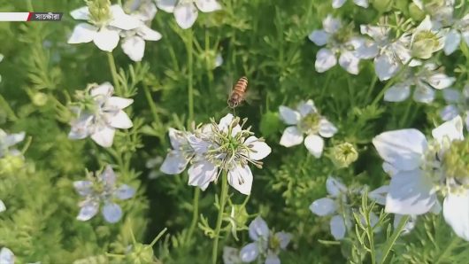 কম খরচে বেশি লাভ, কালোজিরা চাষে ঝুঁকছেন সাতক্ষীরার চাষিরা।
