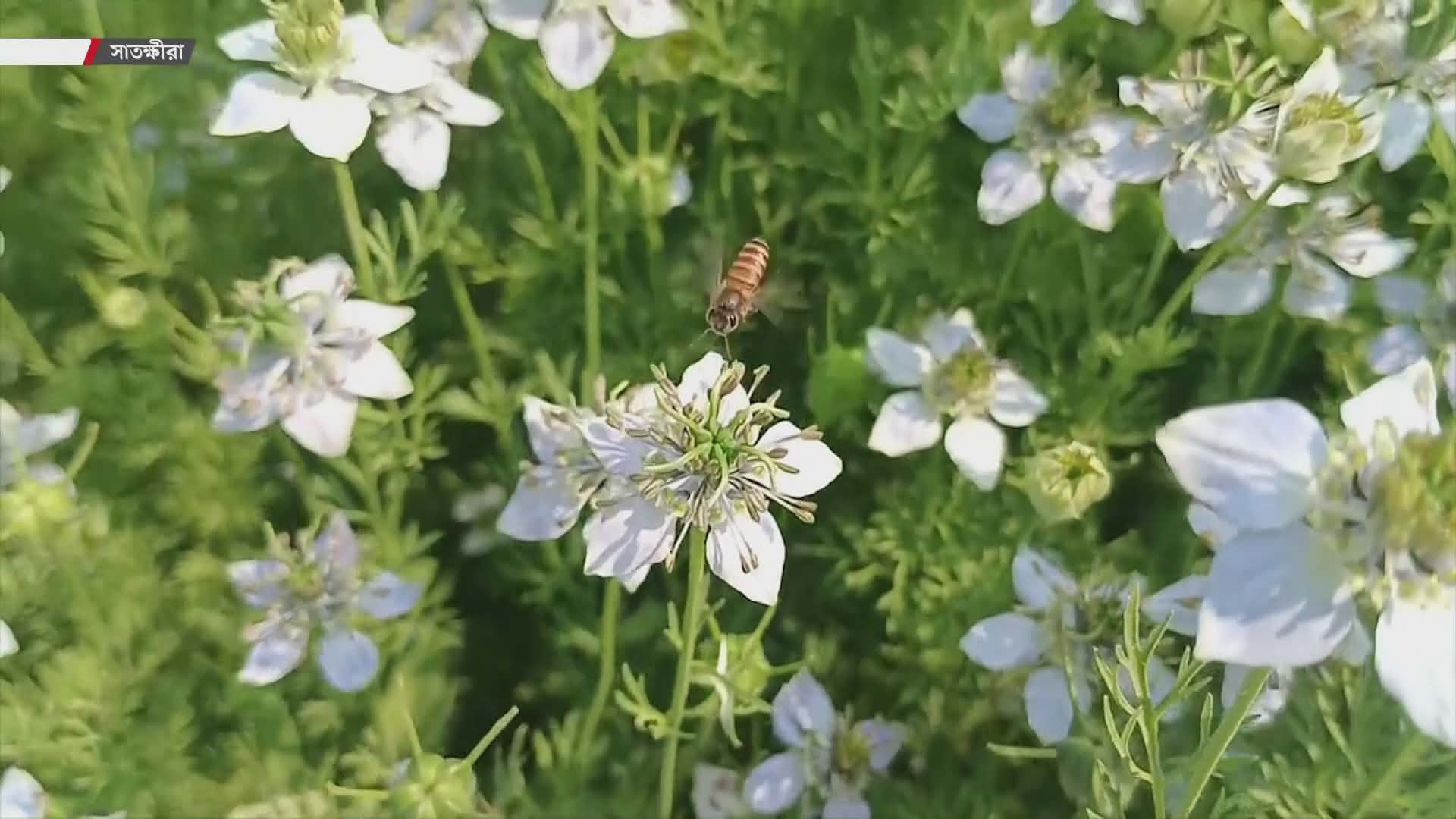 কম খরচে বেশি লাভ, কালোজিরা চাষে ঝুঁকছেন সাতক্ষীরার চাষিরা।