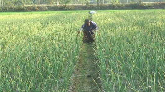 গাইবান্ধায় মসলা জাতীয় ফসল চাষে নতুন সম্ভাবনা, আগ্রহ বাড়ছে চাষিদের।