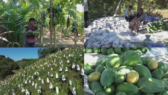 পেঁপে চাষেই ভাগ্যবদল, স্বাবলম্বী খাগড়াছড়ির দুর্গম দূরছড়ির গ্রামবাসী।