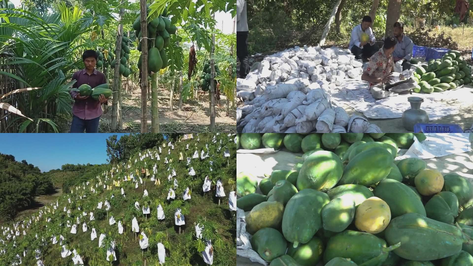 পেঁপে চাষেই ভাগ্যবদল, স্বাবলম্বী খাগড়াছড়ির দুর্গম দূরছড়ির গ্রামবাসী।